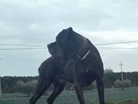 cane corso head